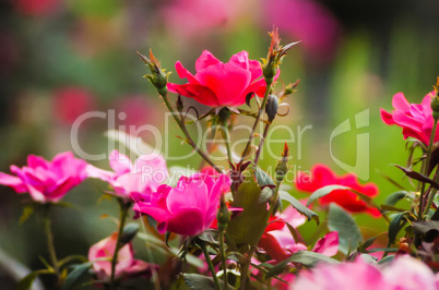 red roses with bokeh