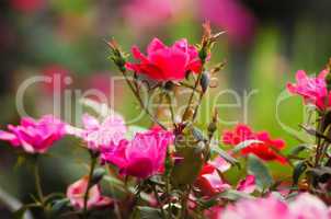 red roses with bokeh