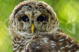 closeup of an owl