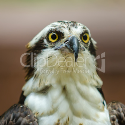 a beautiful closeup of a falcon