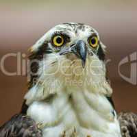 a beautiful closeup of a falcon