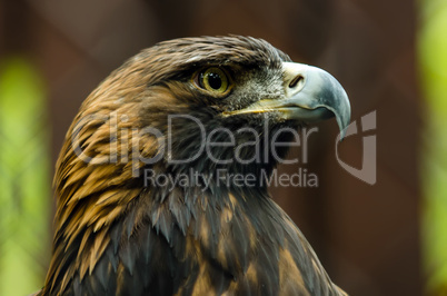 portrait of a golden eagle