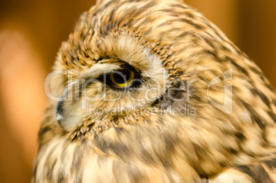 closeup of an owl