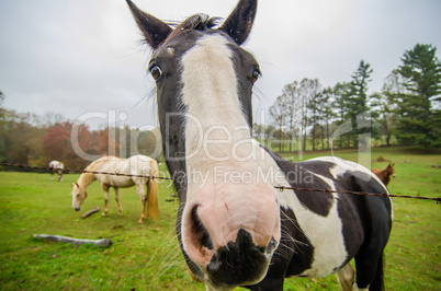 funny horse nose and portrait