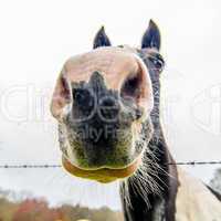 funny horse nose and portrait
