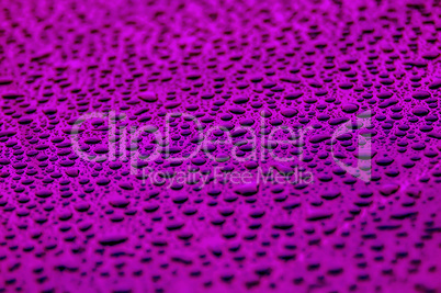 purple water drops on water-repellent surface