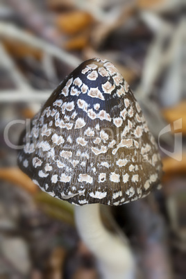 spechttintling - coprinopsis picacea