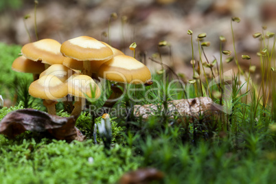 stockschwämmchen - kuehneromyces