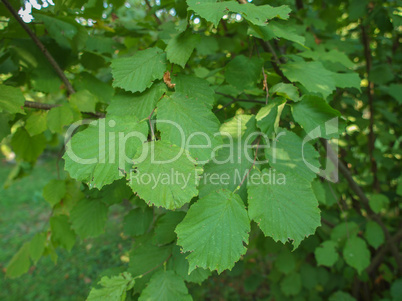 hazel tree leaf