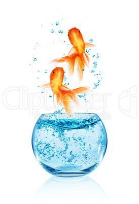 goldfish jumping.