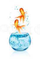 goldfish jumping.