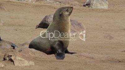 young seal at cape cross reserve