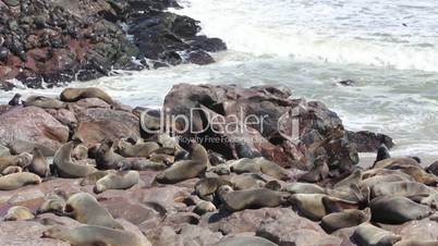 Colony of seals at Cape Cros