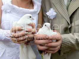 wedding doves close-up in the hands of the bride and groom