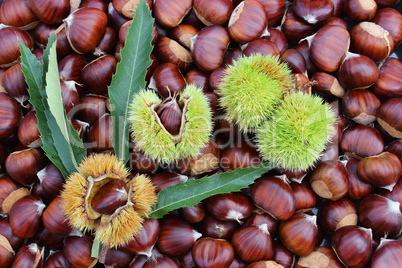 Chestnuts with burrs