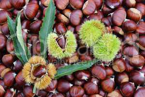 Chestnuts with burrs