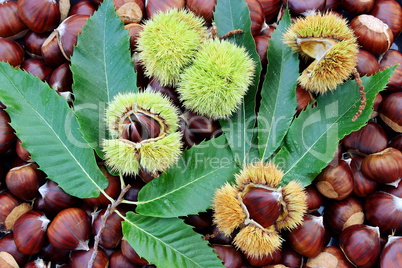 chestnuts and burrs