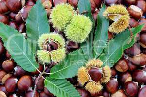chestnuts and burrs