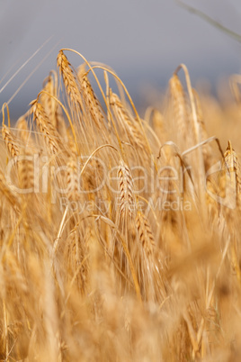 Ears of ripe wheat Ears of ripe wheat