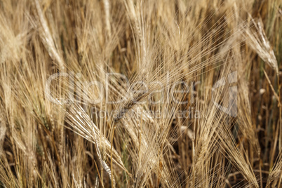 Wheat field.