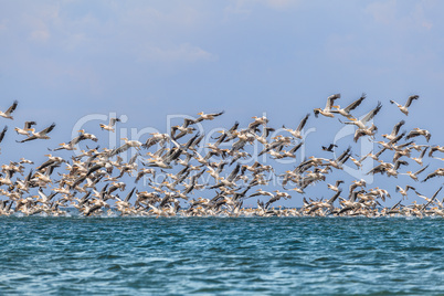 migration of pelicans