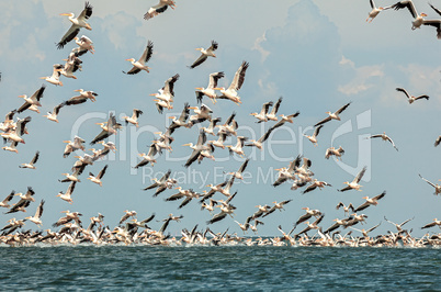 flock of pink pelicans