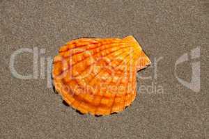 schale der jakobsmuschel liegt flach am sandstrand