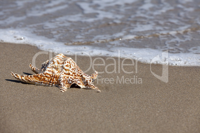 Schneckenhaus einer Krabbenschnecke am Sandstrand