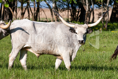 hungarian grey bul