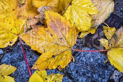 herbstblätter