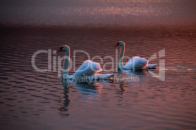 2 Schwäne in der Abendsonne