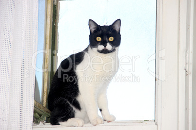 cat at the window