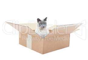 siamese cat in a box
