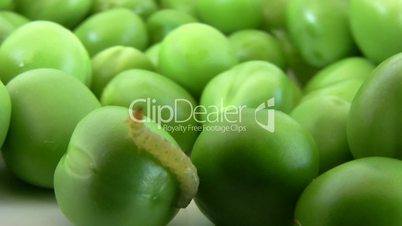 caterpillar crawling over the peas