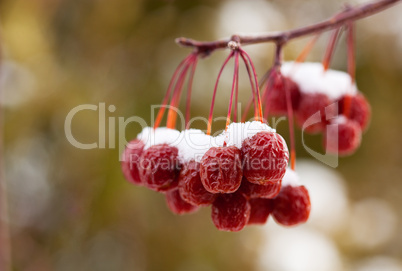 snow covered crab apples