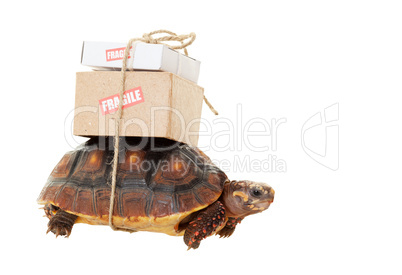 tortoise slow mail