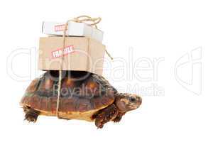tortoise slow mail