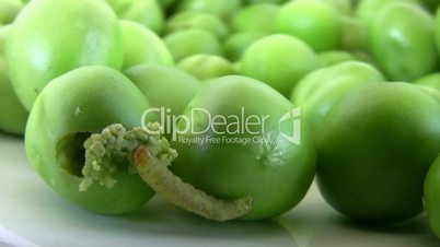 caterpillar crawling over the peas