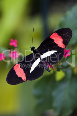 butterfly on flower