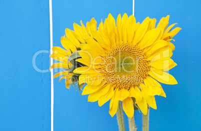 sunflowers on blue