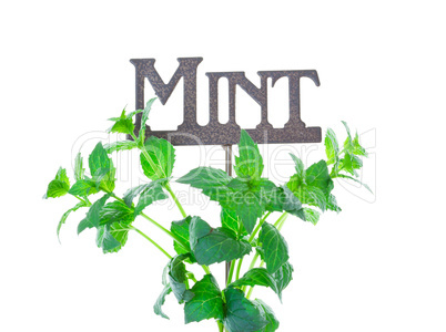 mint with garden marker