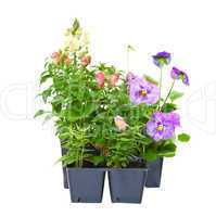 bedding plants