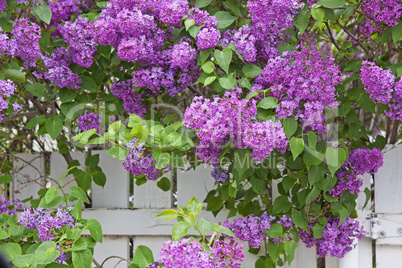 blooming purple lilac