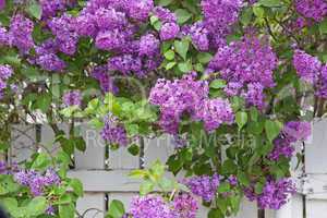 blooming purple lilac