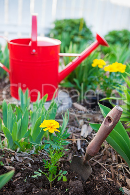 planting annuals