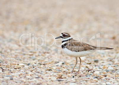 killdeer