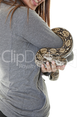 pet boa snake