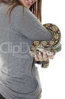 pet boa snake