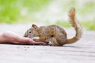 juvenile red squirrel
