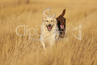dogs running at golden hour